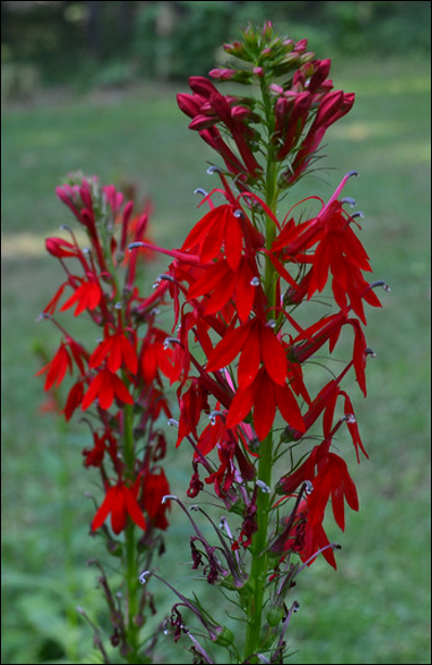 cardinal
